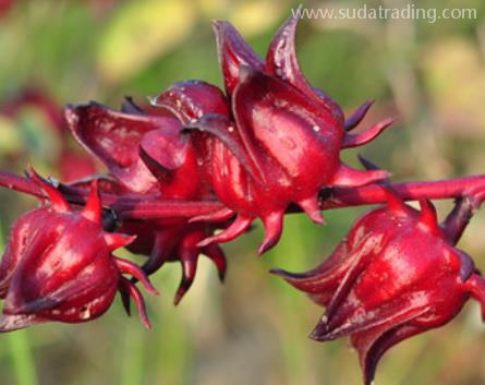 洛神花進口報關清關單證資料及流程 洛神花進口報關清關單證資料及流程