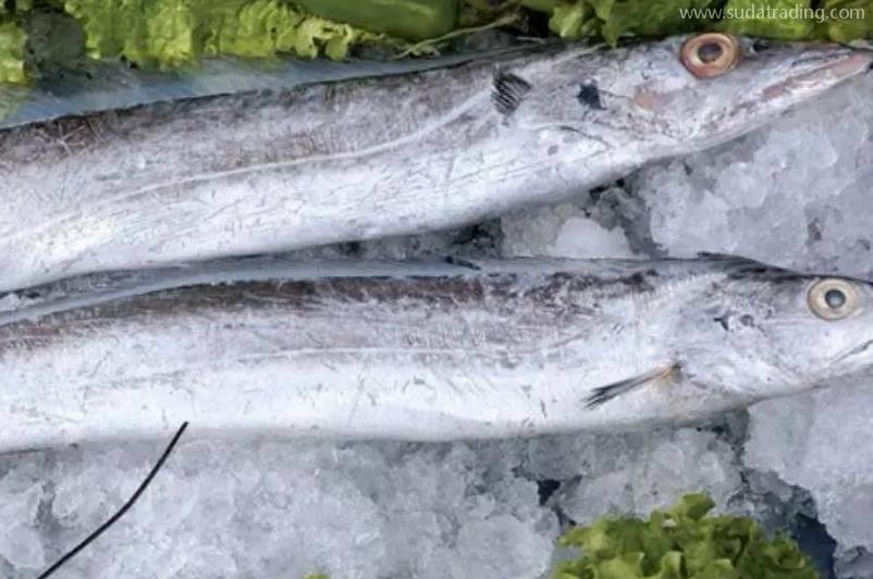 帶魚(yú)進(jìn)口報(bào)關(guān)清關(guān)流程 帶魚(yú)進(jìn)口報(bào)關(guān)清關(guān)流程