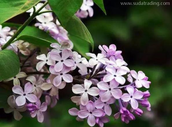 丁香進口報關清關知識