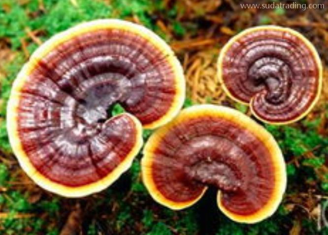 靈芝進口報關清關知識 靈芝進口報關清關知識