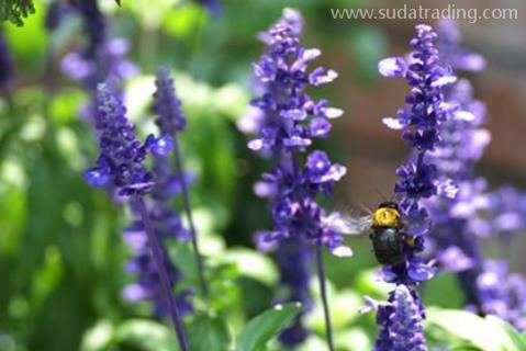 快樂鼠尾草精油進口報關清關知識話你知