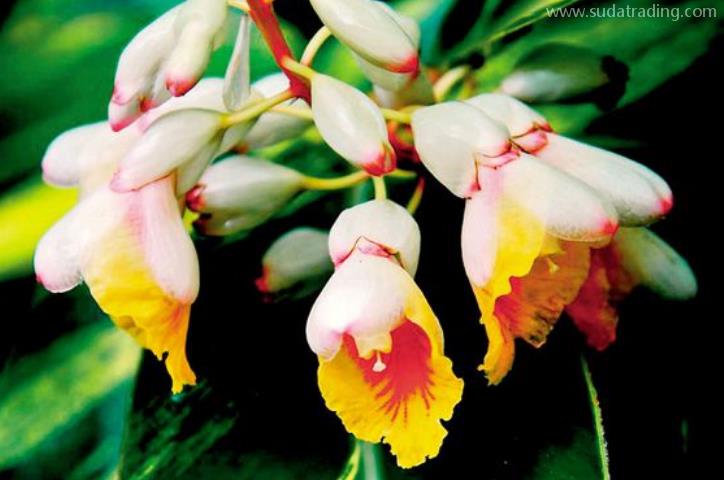 豆蔻進口報關清關流程