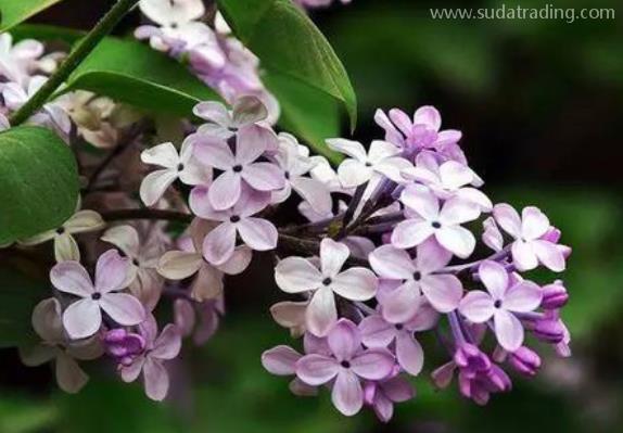 丁香進口報關清關手續流程 丁香進口報關清關手續流程