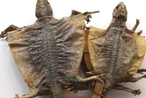 蛤蚧進口報關清關流程