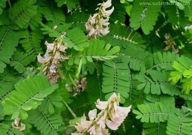 雞骨草進口報關清關流程