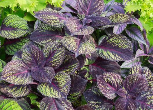 紫蘇葉進口報關清關流程詳解