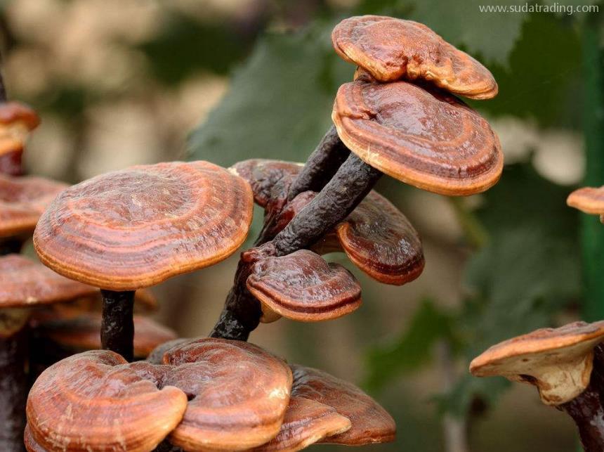 靈芝進口報關清關知識 靈芝進口報關清關知識