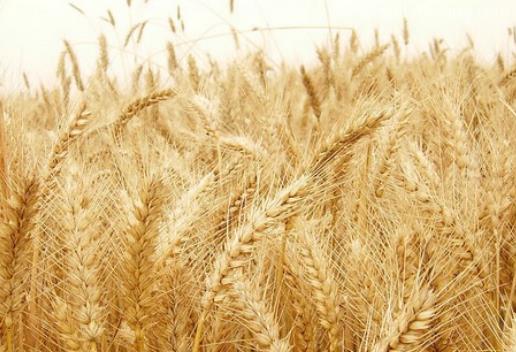 小麥進口申報要素及稅號了解一下 小麥進口申報要素及稅號了解一下