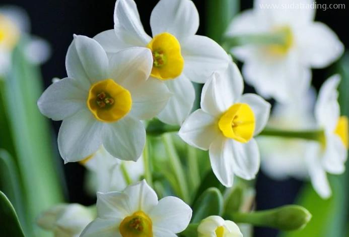 水仙花進口報關清關流程詳解 水仙花進口報關清關流程詳解