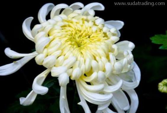 菊花進口報關清關流程詳解 菊花進口報關清關流程詳解