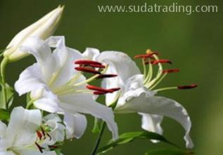 百合花進(jìn)口報(bào)關(guān)清關(guān)流程詳解 百合花進(jìn)口報(bào)關(guān)清關(guān)流程詳解