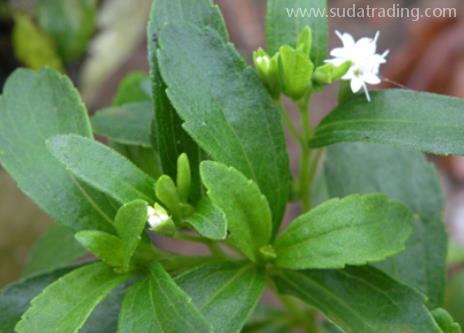 甜葉菊進口規范申報流程步驟 甜葉菊進口規范申報流程步驟