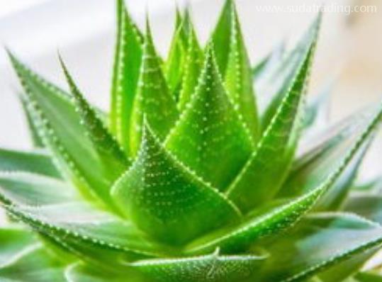 蘆薈進口規范申報流程步驟