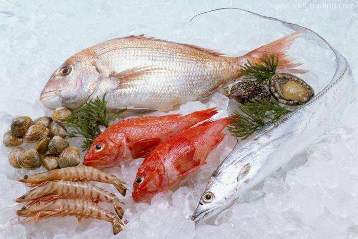 越南冷凍魚進口清關資料海防港海運水產品到深圳 越南冷凍魚進口清關資料海防港海運水產品到深圳