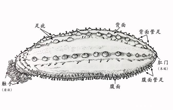 【進口知識】海參物種及其進口情況簡介 【進口知識】海參物種及其進口情況簡介