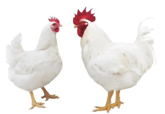 【進口知識】帶你了解進口雞類產品的世界