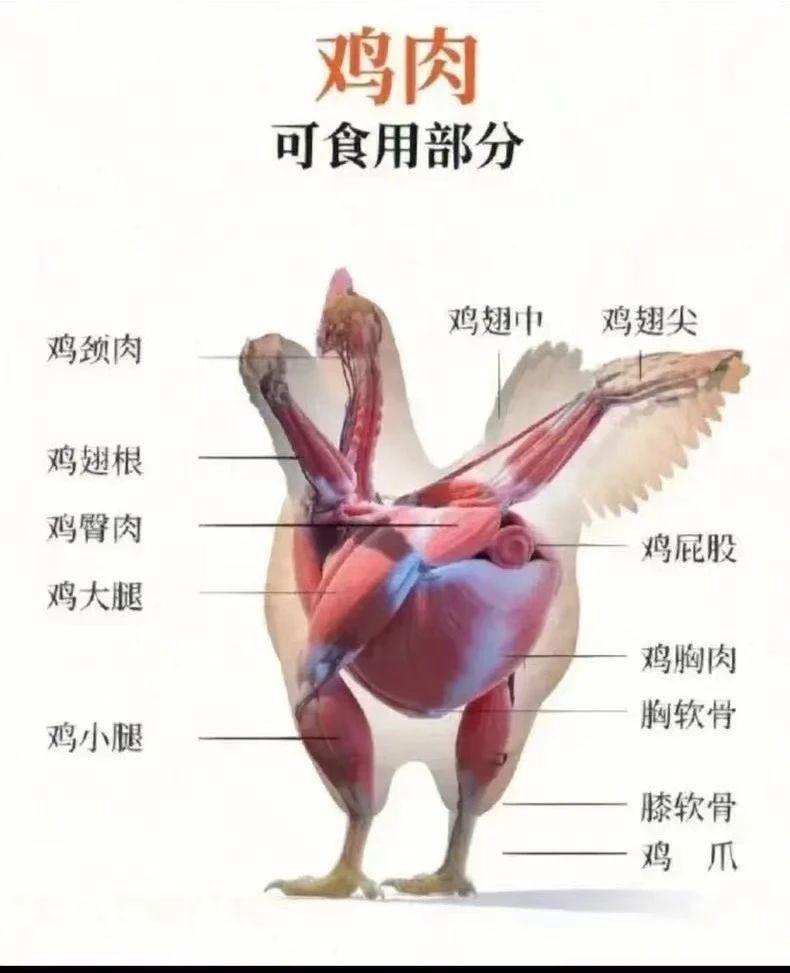 【進口知識】帶你了解進口雞類產品的世界